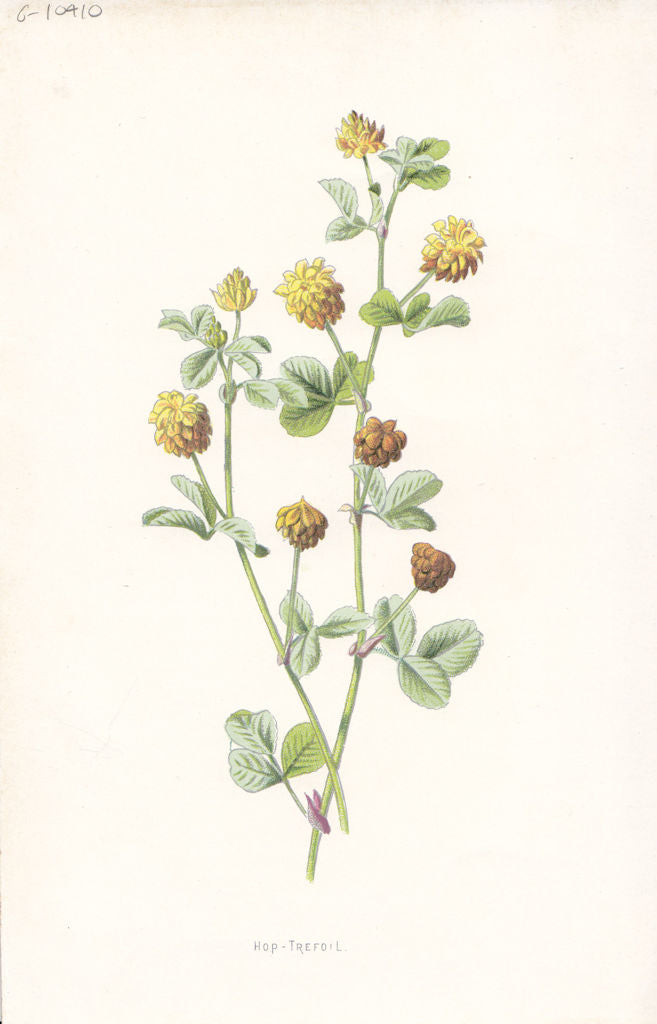 FLOWERS. Hop Trefoil c1895 old antique vintage print picture
